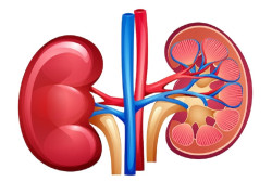 Cegah Penyakit Ginjal