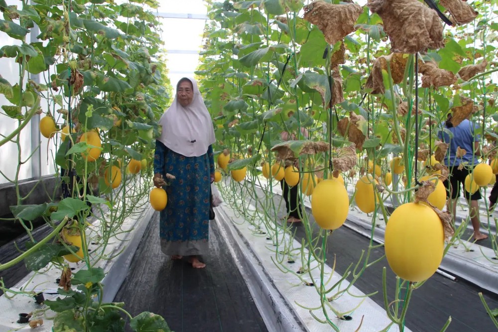 Wisata Petik Melon Gaden Diserbu Pengunjung saat Panen Perdana