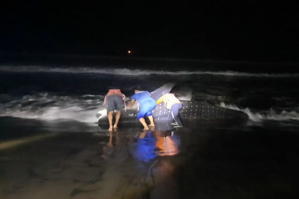 Hiu Paus Sepanjang 5 Meter Terdampar di Pantai Glagah Kulonprogo