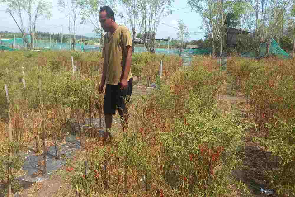 Berkah Harga Cabai, Petani Kulonprogo Untung Bersih Rp60 Juta