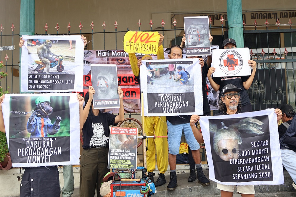 AFJ Desak Regulasi Larangan Perdagangan Monyet Ekor Panjang