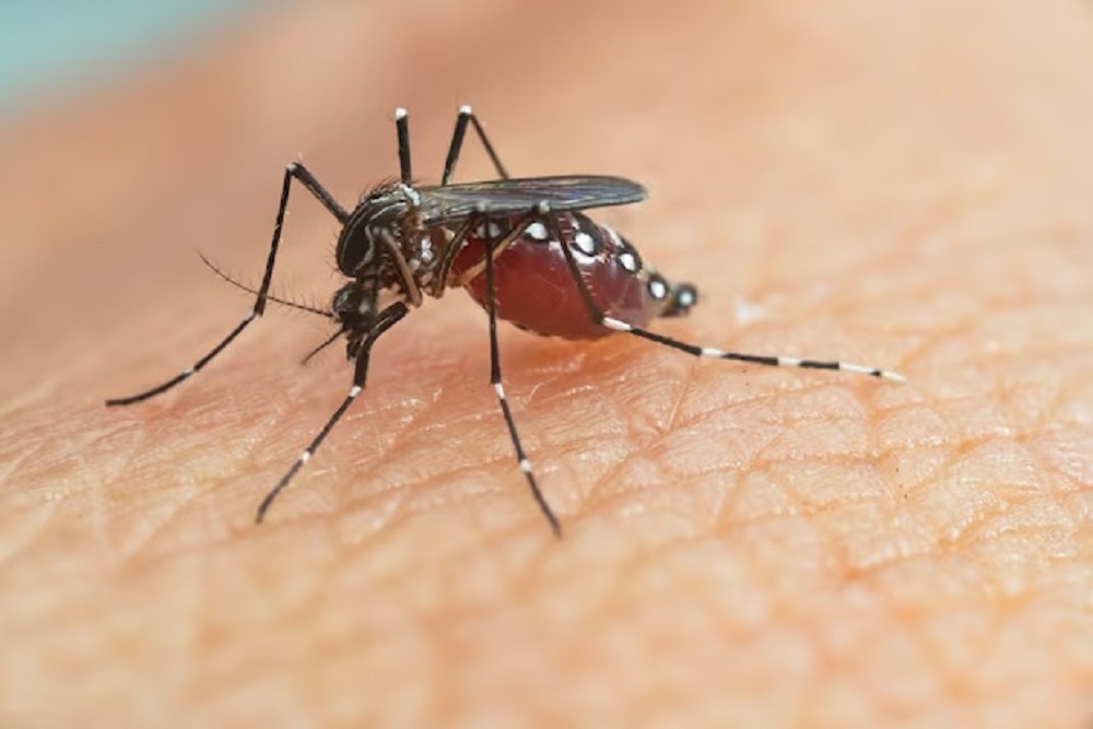 Kasus DBD di Sleman Turun Signifikan Sepanjang 2025, Nol Kematian