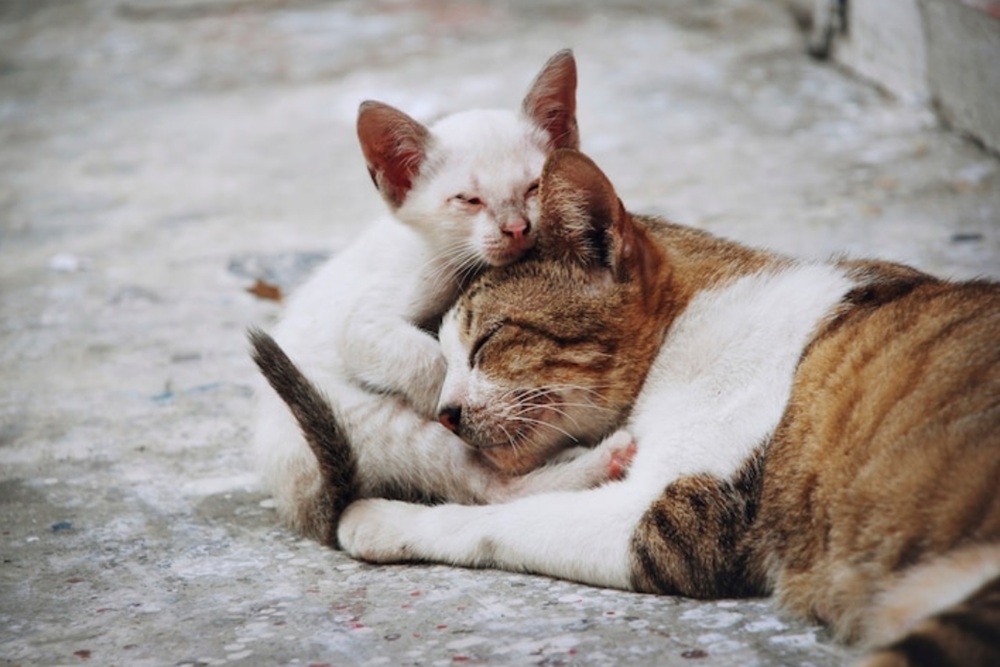 Viral Kucing Dibuang ke Tong Sampah, Kopi Eyang Minta Maaf