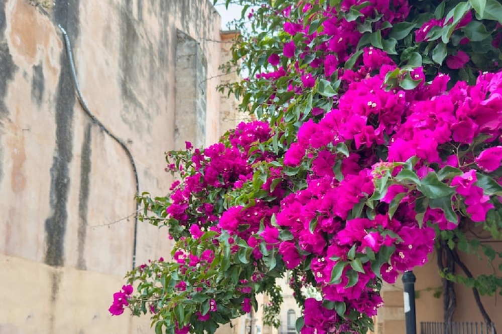 Daftar Tanaman Tahan Kering, Tetap Subur Tanpa Disiram Setiap Hari