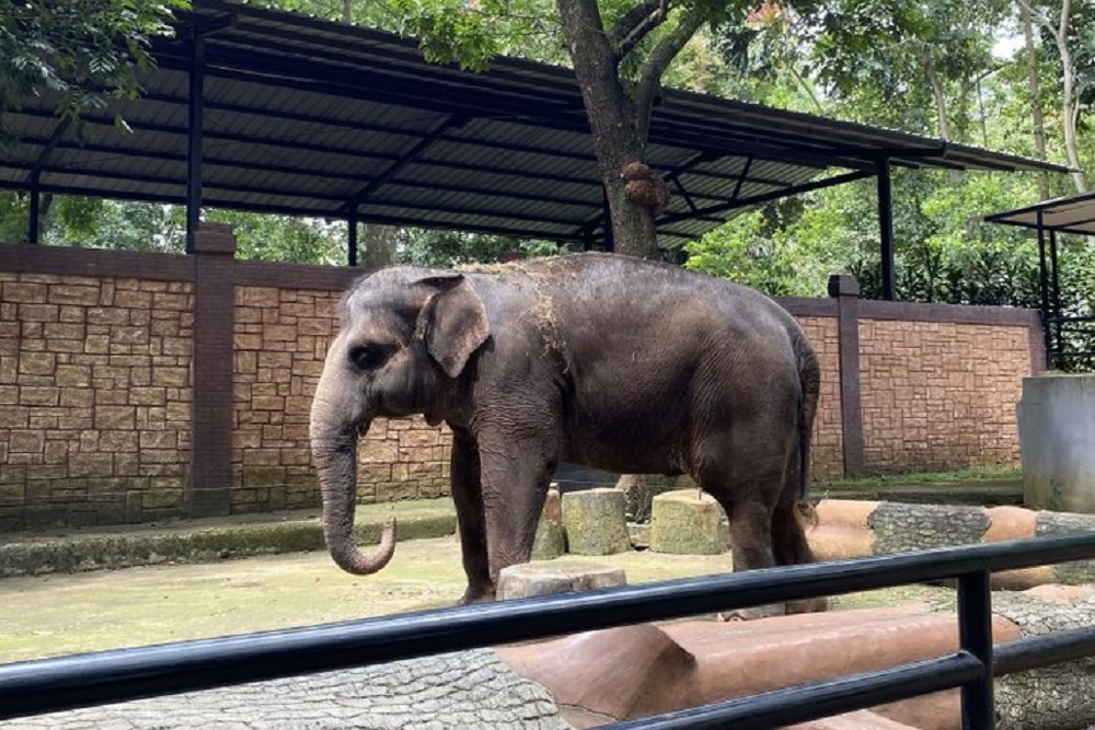 Satwa di Bandung Zoo Diduga Stres, Geopix Minta Evaluasi Mendalam