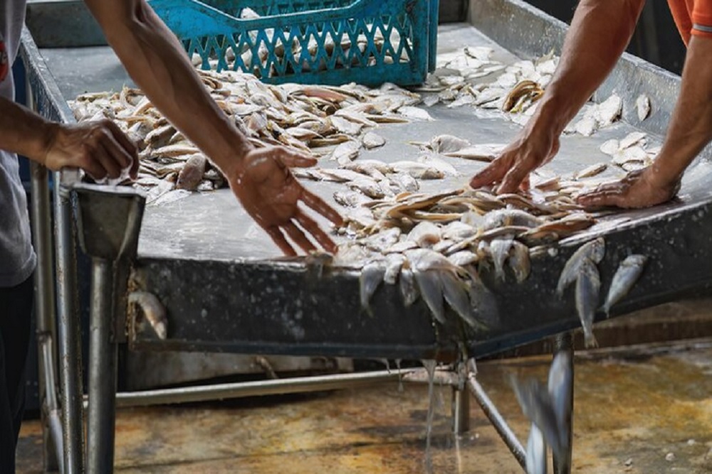 Produksi Ikan DIY 2025 Capai 106 Ribu Ton untuk Pasok MBG