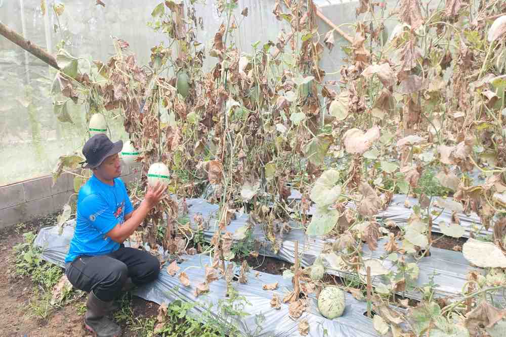 Serangan Jamur Embun Tepung, Rusak Produktivitas Melon Petani Ponjong