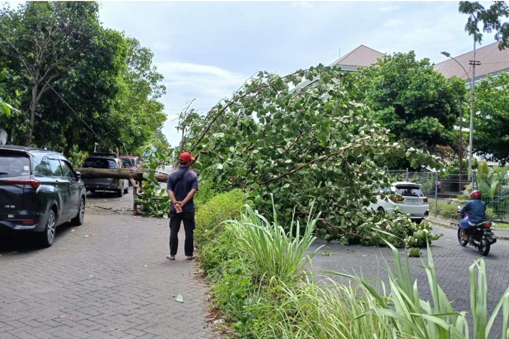 Angin Kencang Tumbangkan Pohon di Belakang UGM, Melintang di Jalan