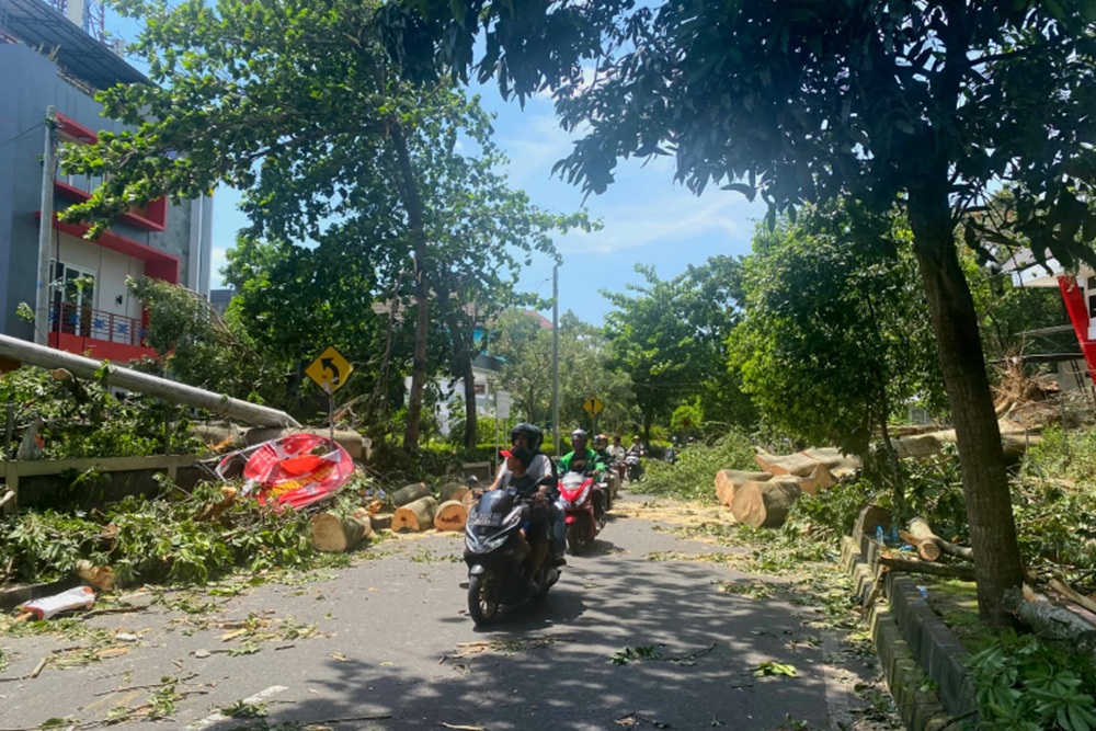 Kronologi Detik-Detik Pohon Randu UGM Tumbang Tewaskan Dua Pengendara