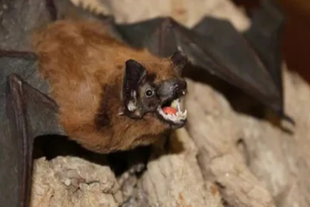 Virus Nipah di Indonesia Masih Ditemukan pada Kelelawar, Belum Manusia