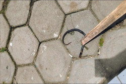 Teror Ular Kobra Jawa Resahkan Warga Perumahan di Ponorogo