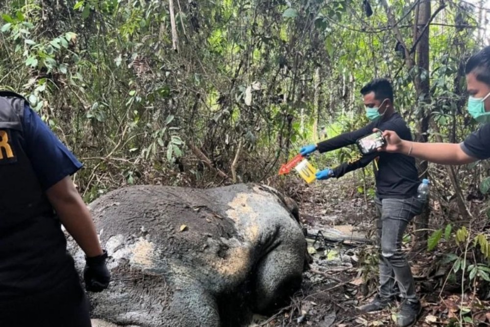 Polisi Telusuri Jalur Tikus Kasus Gajah Mati Ukui