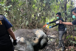 Polisi Telusuri Jalur Tikus Kasus Gajah Mati Ukui