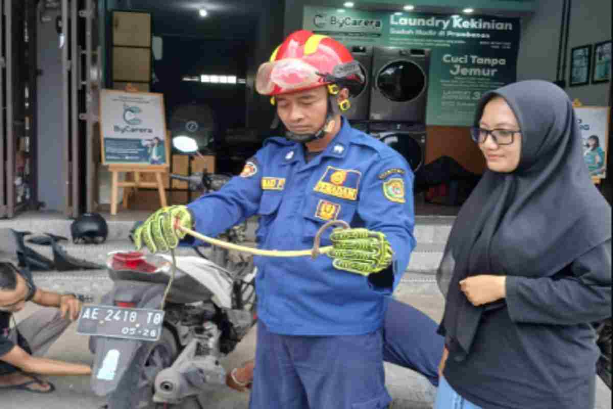 Damkarmat BPBD Bantul Evakuasi Ular Jali Keluar dari Bodi Motor