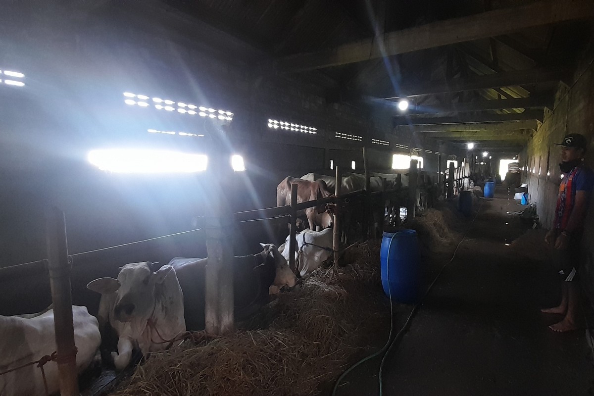 Bantul Datangkan Sapi dari Luar, Stok Kurban Lokal Terbatas