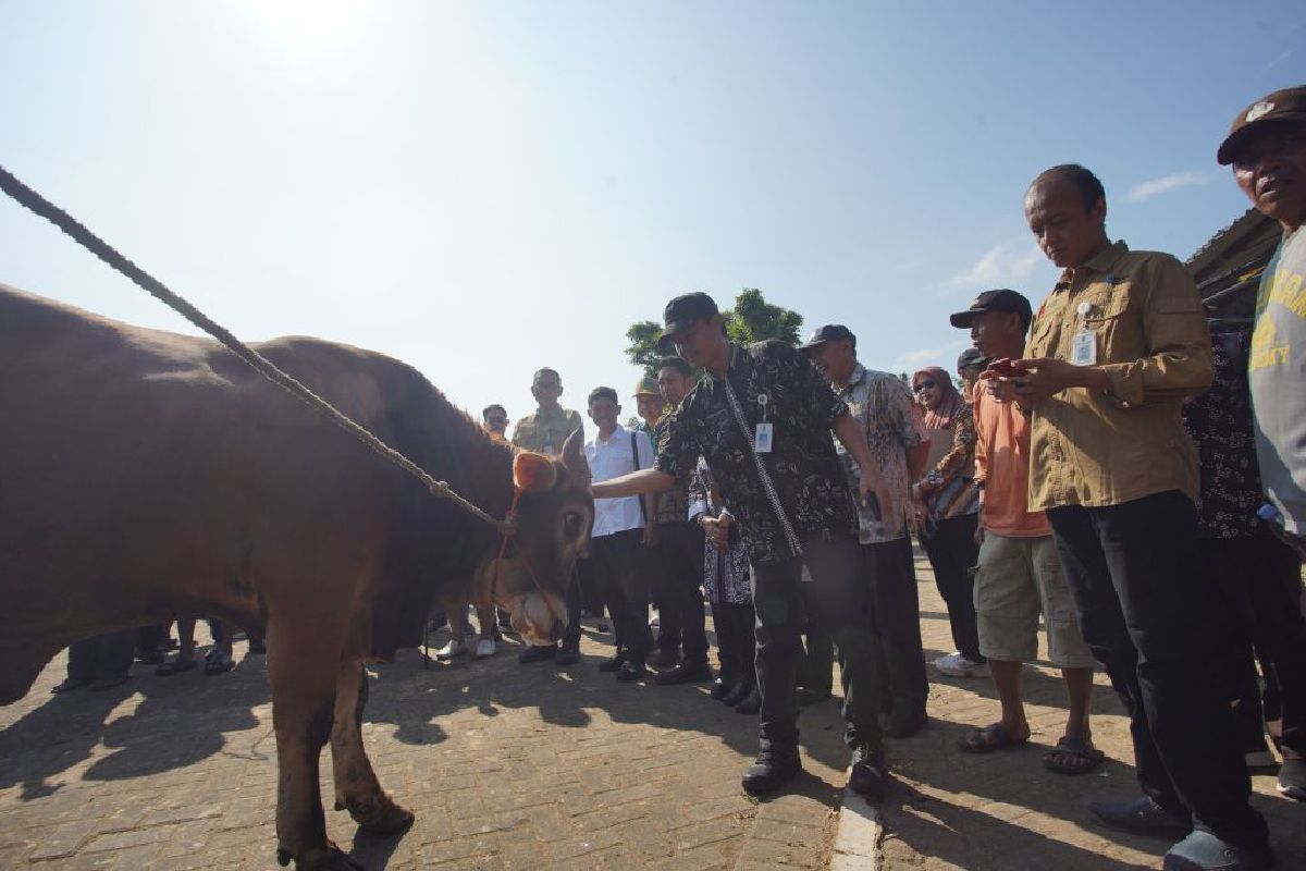 Gunungkidul Surplus Hewan Kurban, Sapi Tembus 11.000 Ekor