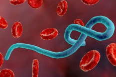 Gejalanya Mirip Flu, Ini Gejala Khas Virus Ebola varian Bundibugyo