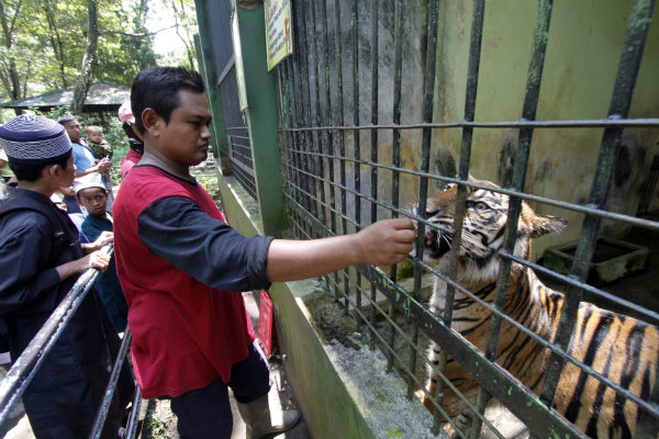 Warga Wonogiri Klaim Masih Ada Harimau Jawa, Ini Dasarnya