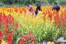 Asyik, Ada Kebun Bunga Celosia di Gunungkidul