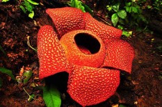 Bunga Langka Rafflesia Arnoldi Ditemukan di Perkebunan Milik Warga Agam