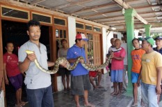 Kakek di Sragen Ini Memang Jago, Berjibaku Tangkap Ular Piton 3 Meter Sendirian