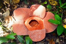 30 Bunga Rafflesia Bengkuluensis Siap Mekar di Bengkulu