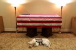Kisah Sully, Anjing Peliharaan George HW Bush yang Mendampingi hingga Peti Mati