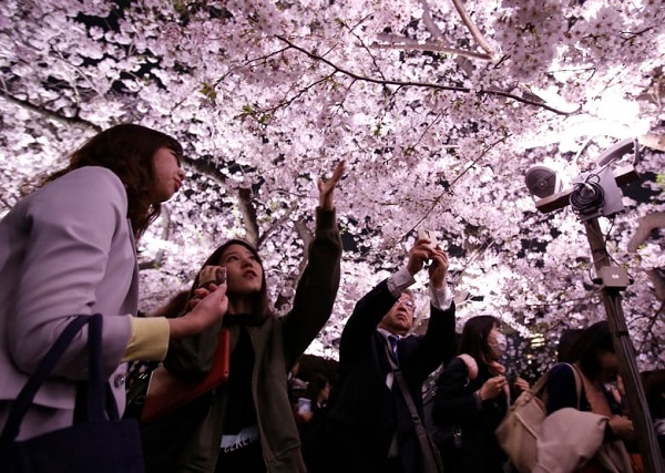 Maret Nanti Bunga Sakura Bermekaran Saatnya Piknik Ke Jepang