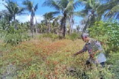 Kualitas Cabai Membaik setelah Hujan Menghilang