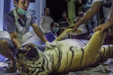 Masyarakat Diminta Tak Pasang Jeratan Harimau Hutan