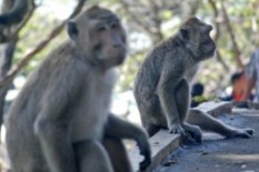 Di Kawasan Nglanggeran, Monyet Ekor Panjang Mulai Turun Gunung