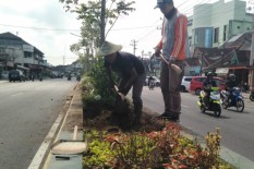Gegara Proyek, Tanaman di Jalan Sudirman Bantul Jadi Tak Subur