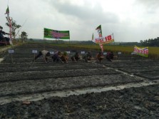 Kulonprogo Kejar Target Produksi Bawang