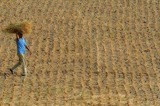 130,5 Hektare Sawah di Kulonprogo Gagal Panen