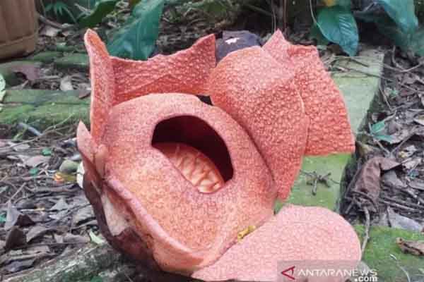  Langka, Rafflesia Patma Mekar di Kebun Raya Bogor