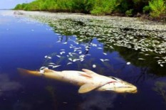 Ikan Mati di Pantai, Warga Pesisir Ambon Khawatir Tsunami