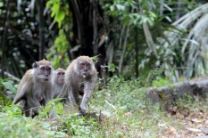 Waduh, Monyet Liar di Pulisen Boyolali Tidak Takut Manusia, Anak-Anak Sekolah Pun Dikejar