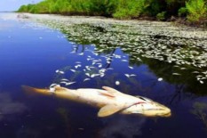 Bukan Terkait Gempa, Imuwan Akhirnya Ungkap Kematian Ribuan Ikan di Laut Ambon