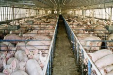 Demam Babi Dorong Impor Daging AS ke China Melonjak