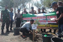 21.000 Pohon Cemara Udang Ditanam di Pantai Glagah
