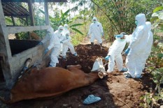 HASIL UJI LAB: 27 Warga Gunungkidul Positif Antraks