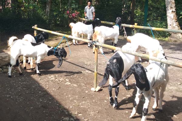 Susu Kambing Etawa Potensi Tersembunyi Dari Peternakan Di