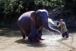 Miris, Gegara Makan Nanas Isi Petasan, Gajah yang Sedang Hamil Mati