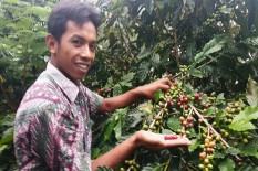 Selama Pandemi Corona, Permintaan Kopi Suroloyo Anjlok