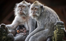 Miris, Sekawanan Monyet di Suaka Margasatwa Paliyan Kesulitan Air karena Telaga Mengering