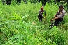 Jadikan Ganja sebagai Tanaman Obat, Kementan Akan Libatkan BNN hingga LIPI
