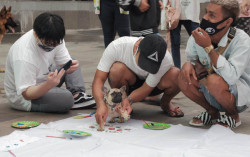 Seru! Komunitas Pecinta Anjing Bertemu dalam Dog Day Out di Sleman City Hall