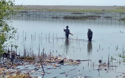 26.000 Bibit Pohon Mangrove Ditanam di Laguna Pantai Depok dan Samas