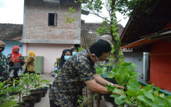 Kota Jogja Boleh Padat, Tapi Kampung Ini Tetap Hijau dan Asri