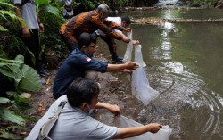 Ribuan Benih Ikan Nilam Dilepas di Kali Doso Sleman